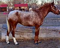 all-around-quarter-horse