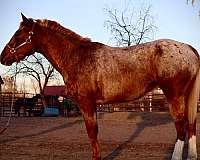 appaloosa-quarter-horse