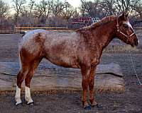 athletic-quarter-horse