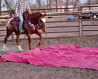 husband-safe-quarter-horse