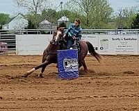 carried-flag-gelding