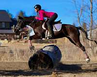 ranch-work-quarter-pony