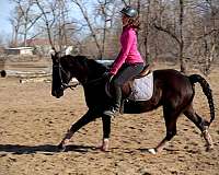 trail-quarter-pony