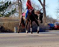 husband-safe-quarter-pony