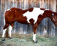 chestnut-tobiano-horse