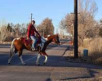 ranch-work-quarter-horse