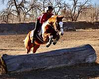 beginner-quarter-horse