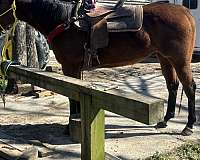 quarter-horse-gelding