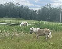 roan-white-maine-pony