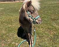 white-maine-pony