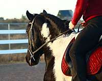 piebald-friesian-gelding