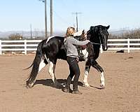 piebald-classical-horse