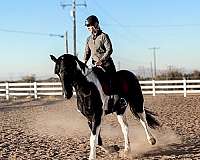 piebald-fshr-gelding