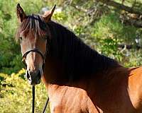 all-around-lusitano-horse