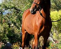 athletic-lusitano-horse