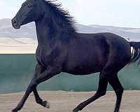 black-lusitano-colt-gelding