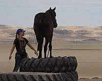 working-equitation-colt-gelding