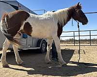 flashy-gaited-gelding