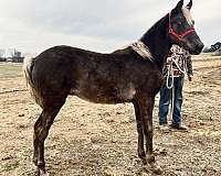 chocolate-aqha-rmha-colt