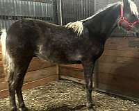 chocolate-aqha-rmha-stallion