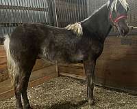 chocolate-aqha-rmha-gelding