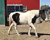 18-year-old-mare-tennessee-walking-horse