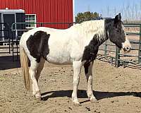 18-year-old-mare-horse