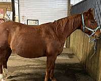 quarter-horse-mare