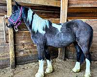 ranch-gypsy-vanner-pony