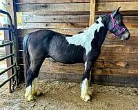 4h-gypsy-vanner-pony