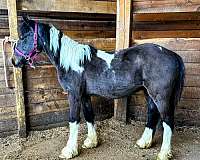 equitation-gypsy-vanner-pony