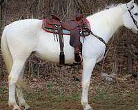 all-around-kentucky-mountain-horse