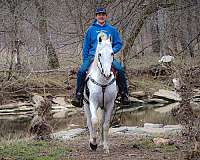 athletic-kentucky-mountain-horse