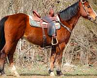 all-around-quarter-horse