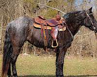 weste-kentucky-mountain-horse