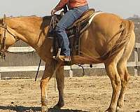 dressage-quarter-horse