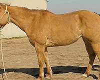 english-pleasure-quarter-horse