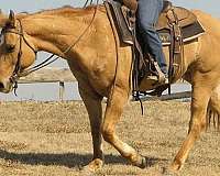 ranch-quarter-horse