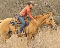 ranch-work-quarter-horse