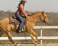 roping-quarter-horse