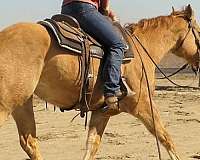 trail-riding-quarter-horse