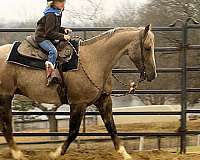 chocolate-palomino-roan