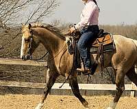 chocolate-quarter-horse-gelding