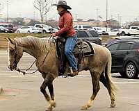 ranch-work-quarter-horse