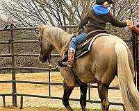 roping-quarter-horse