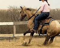 trail-riding-quarter-horse