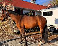 change-dutch-warmblood-horse