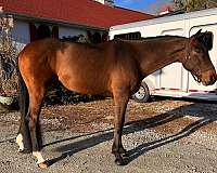 fences-dutch-warmblood-horse