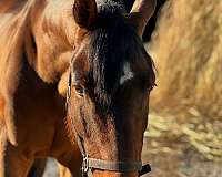 field-dutch-warmblood-horse