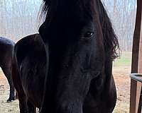 friesian-mare